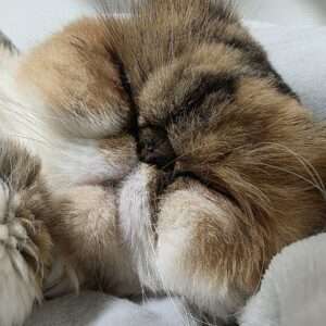 顔が「米」の文字に見えると言われたことがあります。（笑）